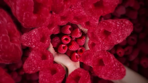 Raspberries spiraling and falling into person's hand full of red berry fruit Stock Footage 258477863