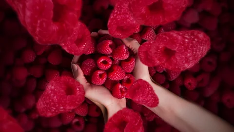 Raspberries spiraling and falling into person's hand full of berry fruit slow mo Stock Footage 258526380