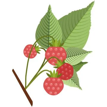 Raspberries on stem with leaves flat vector icon Stock Illustration