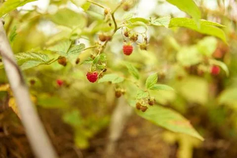 Raspberries in the thicket Stock Photos