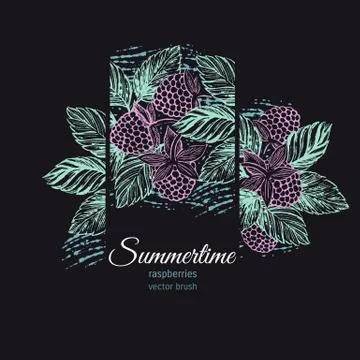 Raspberries vector brush Stock Illustration