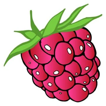 Raspberries. Vector illustration of a fresh raspberry. Hand drawn raspberries Stock Illustration
