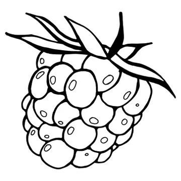 Raspberries. Vector illustration of a fresh raspberry. Hand drawn raspberries Stock Illustration