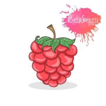 Raspberries vector illustration Stock Illustration