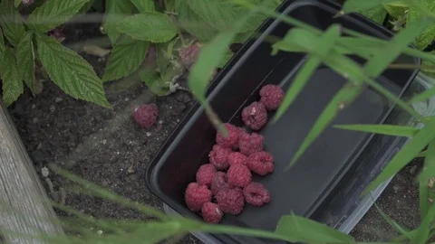 RASPBERRIES OFF THE VINE HAND DROPS IN A CONTAINER Video stock 102237671
