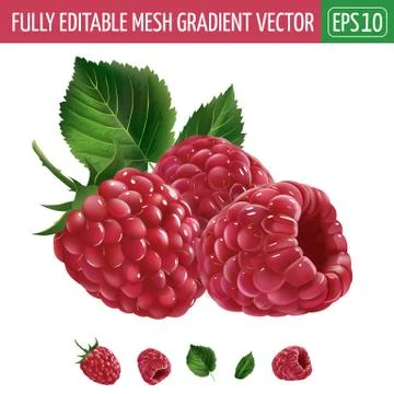 Raspberries on white background. Vector illustration Illustrazione stock