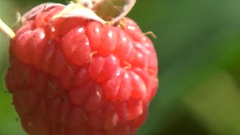 The raspberries will sing Stock Footage 96051267