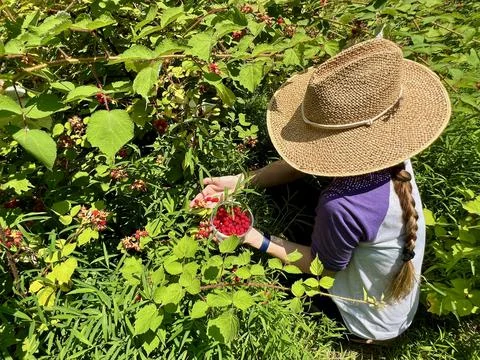RaspberriesInHand Stock Photos