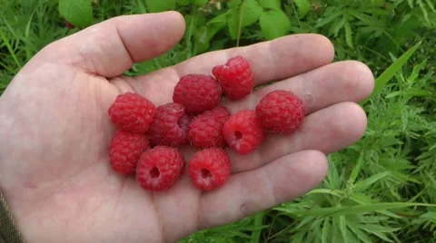 Raspberry, 10 berries Stock-Footage 8563868