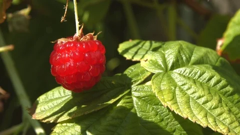 Raspberry and ant. Close-up. Stockbeeldmateriaal 70303927