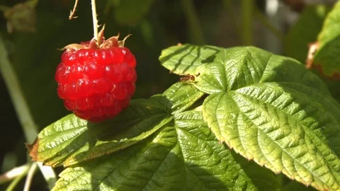 Raspberry and ant. Видео 70304589