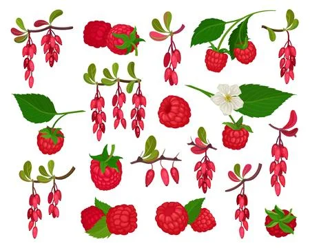 Raspberry and barberry set. Organic ripe natural product cartoon vector 스톡 일러스트