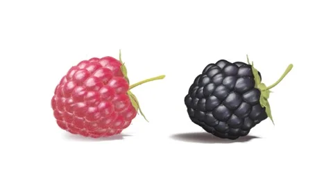Raspberry and blackberry lying, looped rotation, isolated on white background Stock Footage 313883243