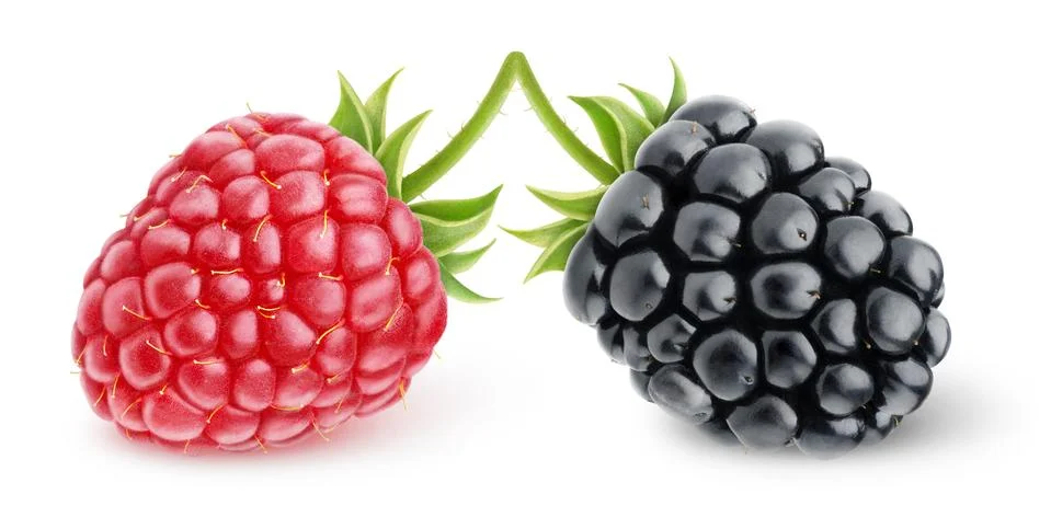 Raspberry and blackberry Stock Photos