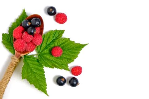 Raspberry and blackcurrant berries on a white background with green foliage. Stock Photos