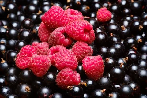 Raspberry and currant red berries on black Stock Photos