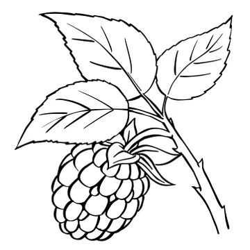 Raspberry and leaves hand drawn vector illustration Stock Illustration