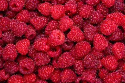 Raspberry background. Fresh red berries. Raspberry fruits horizontal background Foto stock