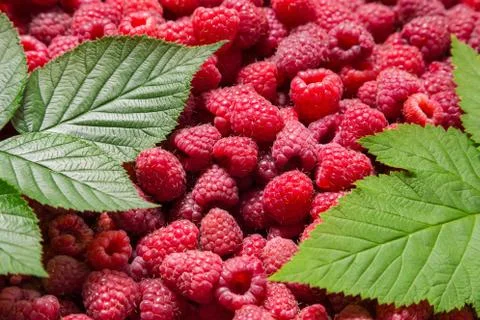 Raspberry background with green leafs Foto stock