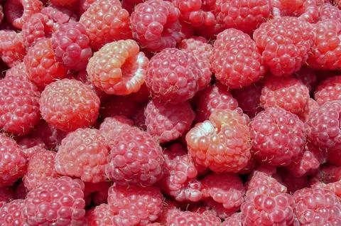 Raspberry background Stock Photos