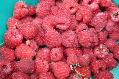 Raspberry Background. Ripe raspberries close-up berry red pink background f.. Stock Photos