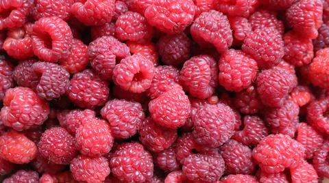 Raspberry background texture, red ripe large berries as a backdrop Stock Photos