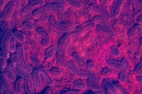 Raspberry Bacteria microbes and bacterial colonies affect a healthy body . Stock Photos