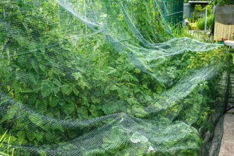 Raspberry bed is covered with a protective net from birds. protection of berr Stock Photos