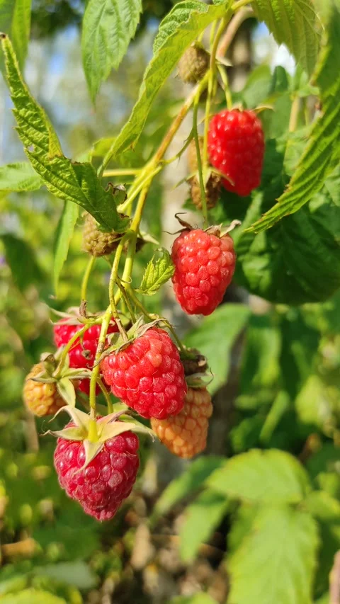 Raspberry berries (2) 4K 30 FPS Stock-Footage 283139198