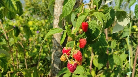 Raspberry berries (3) 4K 30 FPS Stock Footage 283139216