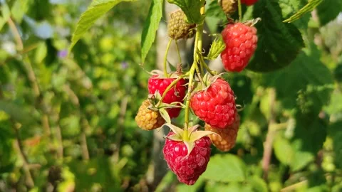 Raspberry berries (4) 4K 30 FPS Video stock 283139140