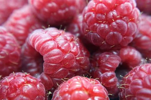 Raspberry berries are a lot of macro photography as a background. Stock Photos