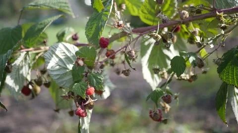 Raspberry berries branch Stock Footage 69058674