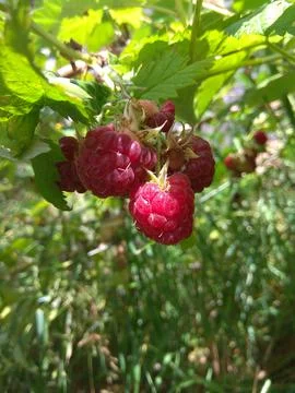 Raspberry berries on a branch Foto stock