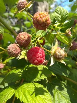 Raspberry berries on a branch Stock Photos