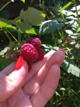 Raspberry berries on a branch Foto stock