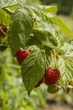 Raspberry berries on a branch, selective focus Stock Photos