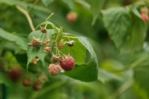 Raspberry berries on a bush. Stock Photos