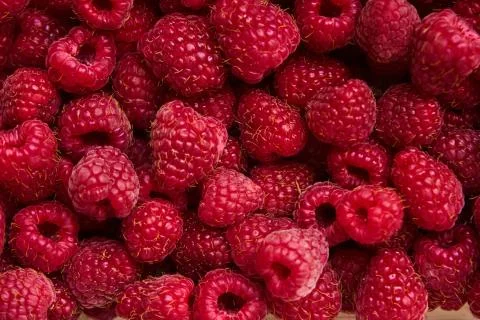 Raspberry berries close-up, red background, natural berry food Stock Photos