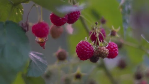 Raspberry berries in the garden close-up. Stock Footage 147331454