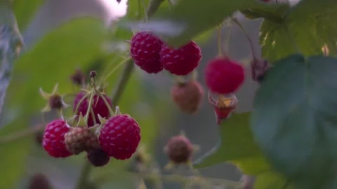 Raspberry berries in the garden close-up. Stock Footage 147331573