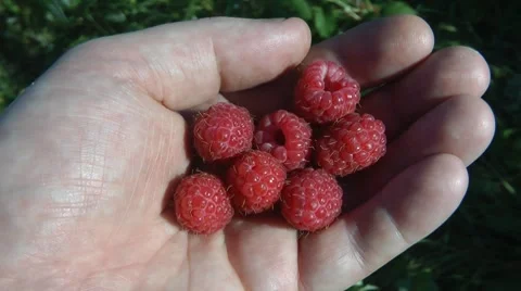 Raspberry berries in a hand, zoom in Stock-Footage 8562220