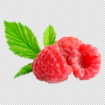 Raspberry berries. Stock Illustration