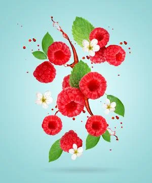 Raspberry berries levitating on a blue background. Selective focus. Raspberry Stock Photos
