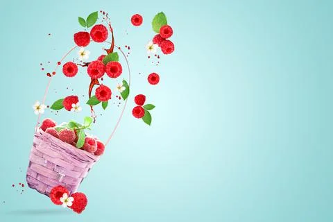 Raspberry berries levitating on a blue background. Selective focus. Raspberry Stock Photos