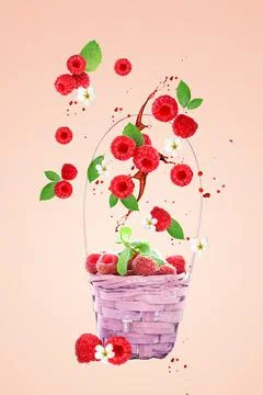 Raspberry berries levitating on a pink background. Selective focus. Raspberry Foto stock
