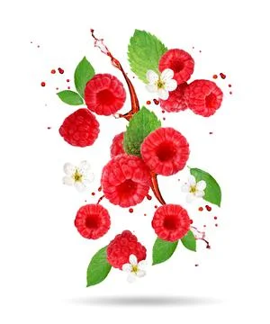 Raspberry berries levitating on a white background. Isolated object on a whit Foto stock