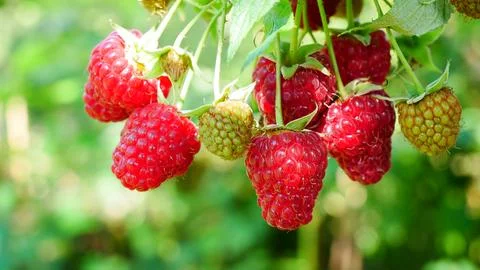 Raspberry berries in the natural environment Stock Photos