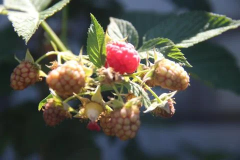 Raspberry berries Stock-Fotos