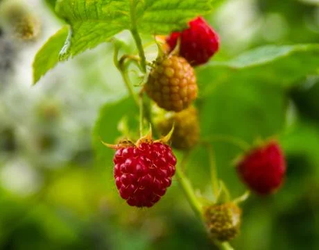 Raspberry berries ripen Stock Photos